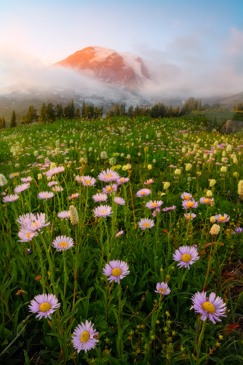 Aster Foregound And Alpenglow_720