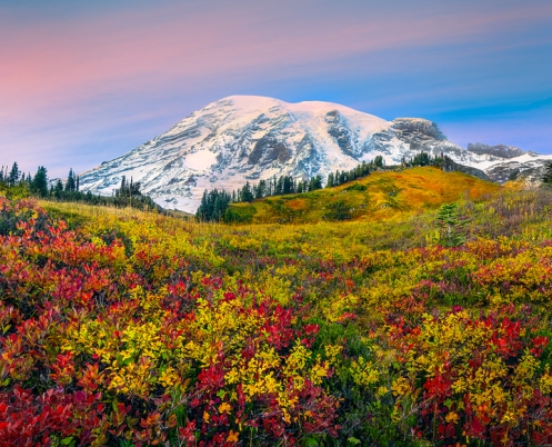 Fall displays of color in Paradise Meadows beneath Mount Rainier